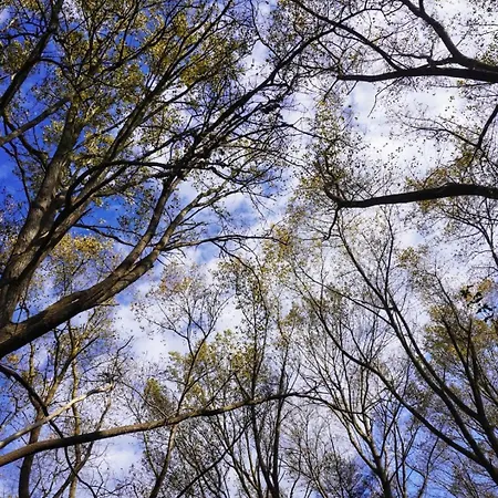 Fruehlingserwachen Und Meeresrauschen